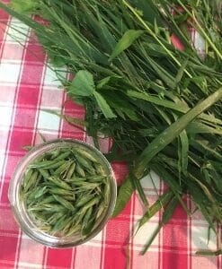 Fresh green pea pods in a glass bowl next to pea plants on a checkered cloth.
