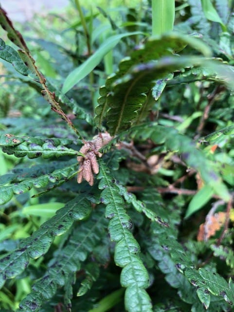 Sweetfern Shrub (quart pot) - Image 2