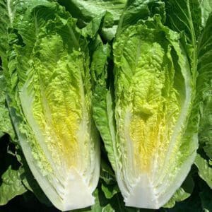 Fresh romaine lettuce cut in half showing crisp green leaves.