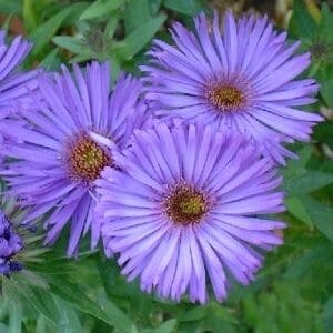 Vibrant purple asters blooming with lush green leaves.