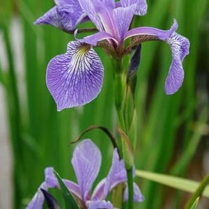 A delicate purple iris flower with intricate patterns in a green garden.