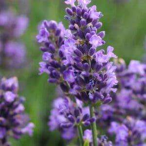 Close-up of vibrant purple lavender flowers in bloom.