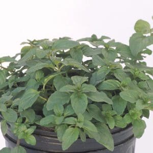 A healthy green potted plant with broad leaves.