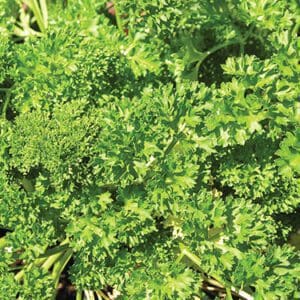 Close-up of lush green parsley leaves in a garden.