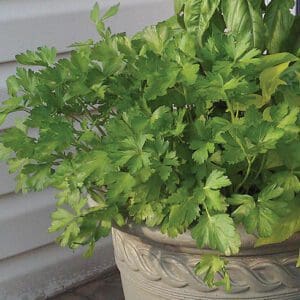 Fresh green celery leaves growing in a decorative pot.