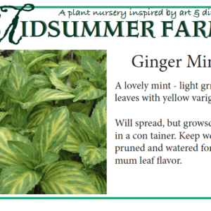 Fresh ginger mint leaves with yellow variegation in a small pot.