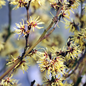 Witch hazel branches with yellow, ribbon-like flowers blooming.