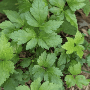 Green leafy plant with serrated edges growing close to the ground.