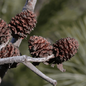 Close-up of pine cones on a tree branch with blurred green background.