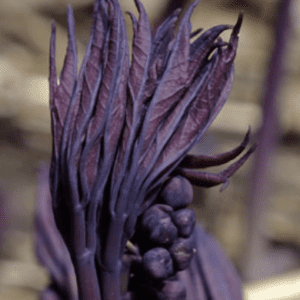 Close-up of a dark purple plant with elongated leaves and buds.