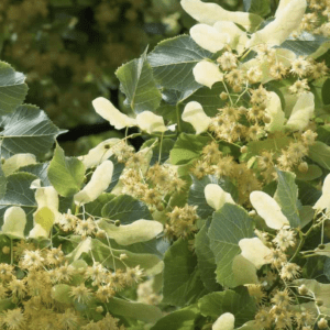 Close-up of blooming linden tree flowers with green leaves.