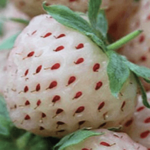 Close-up of a white strawberry with red seeds and green leaves.