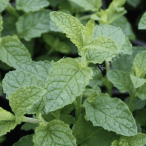 Close-up of fresh green mint leaves with detailed veins.