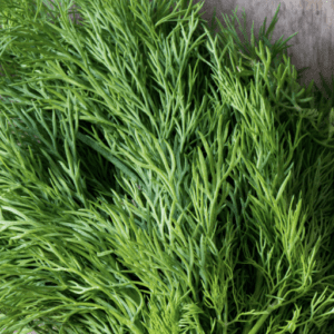 Fresh green dill herb with feathery leaves.