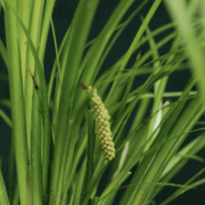 Close-up of a green plant with a flowering spike among long leaves.