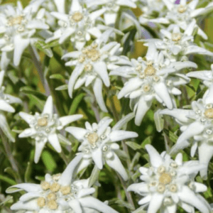 Close-up of blooming white Edelweiss flowers with green foliage.