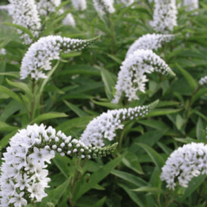 White flowering plant with curved clusters among green leaves.