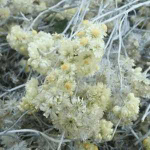 Close-up of a cluster of pale yellow fuzzy flowers with silvery stems.