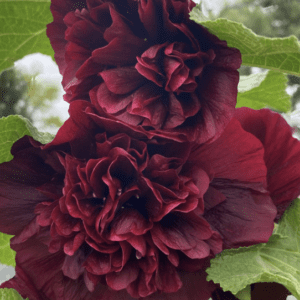 Deep burgundy double hibiscus flowers with lush green leaves.