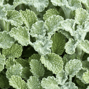 Close-up of frosted green leaves with a textured surface.