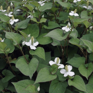 White flowers blooming among lush green heart-shaped leaves.