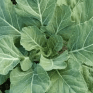 Close-up of green cabbage leaves forming a dense head.