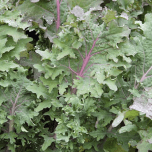 Close-up of fresh green kale leaves with purple stems.