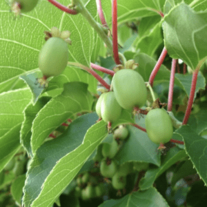 Close-up of green kiwifruits growing on a vine with lush leaves.