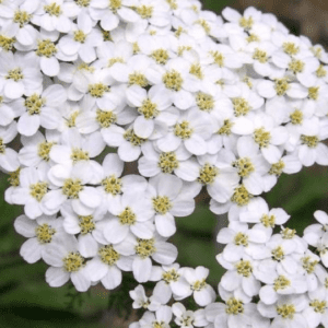 Clusters of small white flowers with yellow centers.