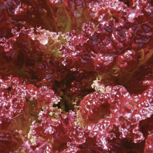 Close-up of fresh red leaf lettuce with vibrant texture.
