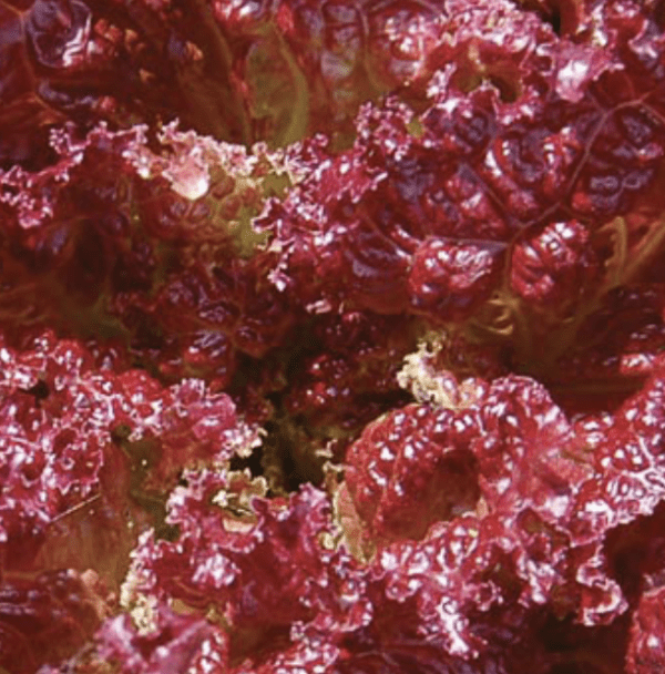 Lettuce - Lolla Rossa Plant (3.25"pot)