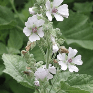 Close-up of delicate white flowers with pink centers on green leafy background.