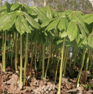 Young green plants sprouting from soil in a natural setting.
