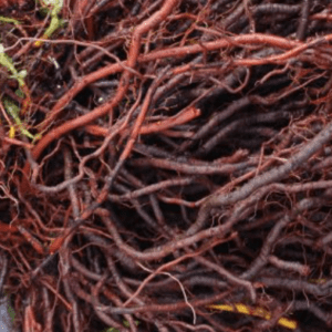 Close-up of tangled reddish-brown roots or vines.