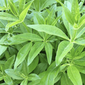 Close-up of fresh green leaves with prominent veins.