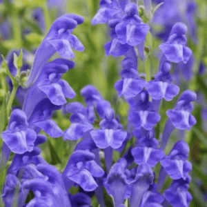 Close-up of vibrant purple flowers blooming in a garden.