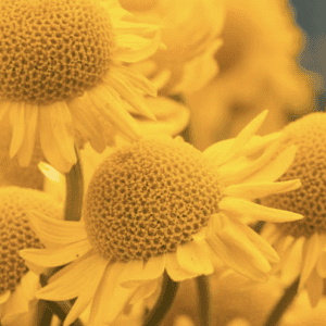 Close-up of vibrant yellow sunflowers in full bloom.