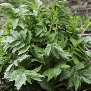 Fresh green leafy plant growing outdoors.