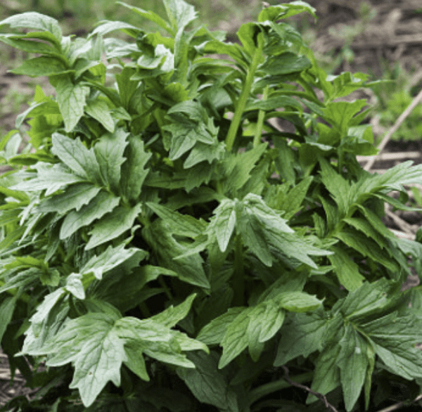 Valerian Plant (quart pot)