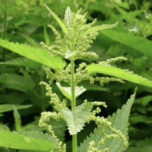 A green plant with serrated leaves and small flower clusters.