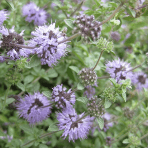 Close-up of purple flowers with green leaves in a garden.