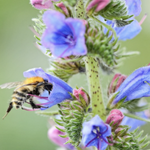 Bee collecting nectar from a purple flower on a green stem.
