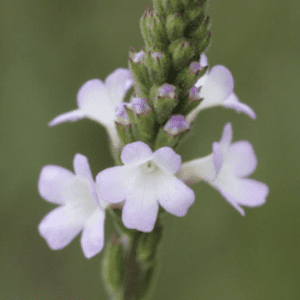 Close-up of delicate pale purple flowers on a green stem.