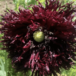Close-up of a dark purple flower with a green center.