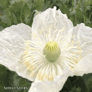 Close-up of a white poppy flower with delicate petals and a green seed pod.