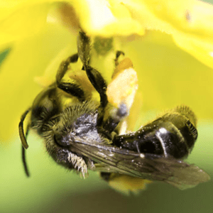 Close-up of a bee collecting pollen inside a yellow flower.