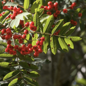 Close-up of red berries on green leafy branches.