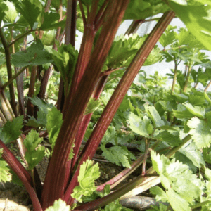 Close-up of red celery stalks growing among green leaves.