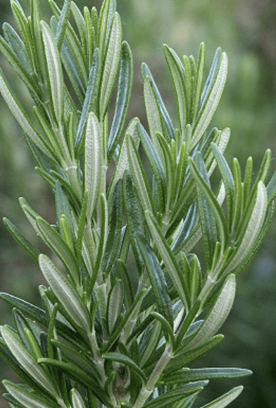 Rosemary - Spice Island Plant - Midsummer Farm