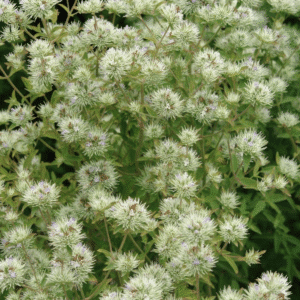 Cluster of pale green spiky pom-pom blooms
